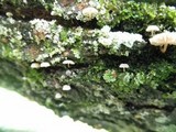 Mycena corticola image