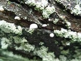 Mycena corticola image