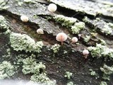Mycena corticola image