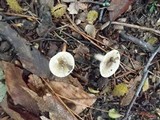 Lactarius cinereus image