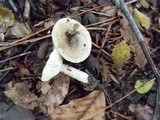 Lactarius cinereus image