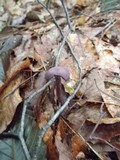 Laccaria amethystina image