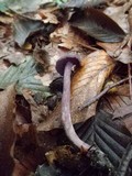 Laccaria amethystina image