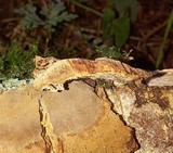 Fomitiporia tsugina image