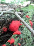 Tubulifera arachnoidea image