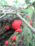 Tubulifera arachnoidea image