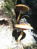Hemistropharia albocrenulata image
