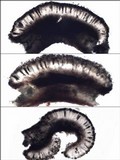 Amandinea punctata image