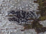 Amandinea punctata image
