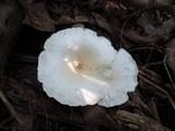 Lentinus tigrinus image