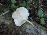 Lentinus tigrinus image
