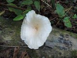 Lentinus tigrinus image