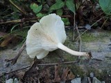Lentinus tigrinus image