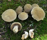 Tylopilus tabacinus image