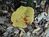 Baorangia bicolor image