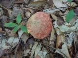 Baorangia bicolor image