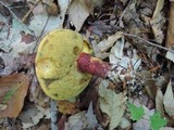 Baorangia bicolor image