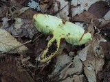 Baorangia bicolor image
