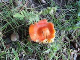 Hygrocybe aurantiosplendens image