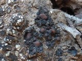 Collema tenax var. tenax image