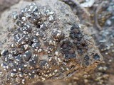Collema tenax var. tenax image