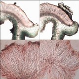 Collema tenax var. tenax image