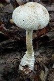 Amanita rhopalopus image
