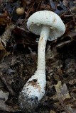 Amanita rhopalopus image