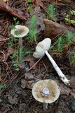 Amanita rhacopus image