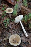 Amanita rhacopus image