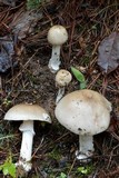 Amanita spreta image