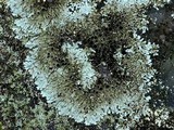 Physcia phaea image