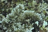 Physcia phaea image