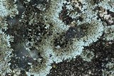 Physcia phaea image
