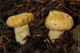 Cantharellus formosus image