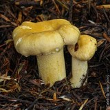 Cantharellus formosus image
