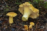 Cantharellus formosus image