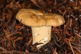 Cantharellus formosus image