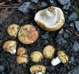 Russula decolorans image