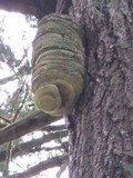 Fomitopsis officinalis image