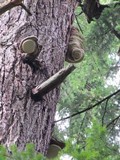 Fomitopsis officinalis image