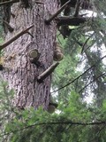 Fomitopsis officinalis image