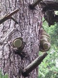 Fomitopsis officinalis image