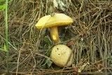 Pseudoboletus parasiticus image