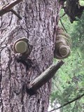 Fomitopsis officinalis image