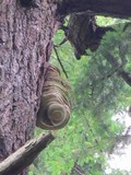 Fomitopsis officinalis image