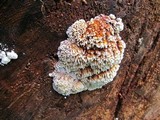 Pycnoporellus alboluteus image
