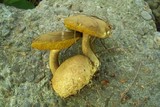 Pseudoboletus parasiticus image