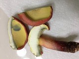Baorangia bicolor image