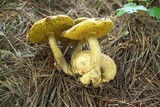 Pseudoboletus parasiticus image